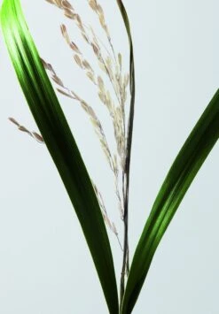 Shu Uemura Ultimate Reset Serum 30ml -L'Oreal Verkoop 3474636610198 11 1